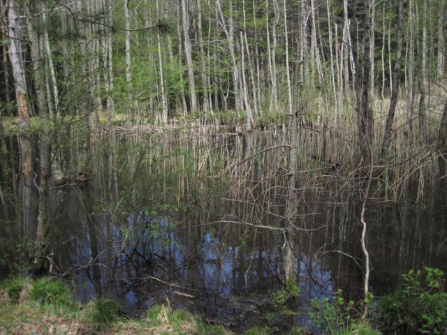 anfibi favolosi nel casentino